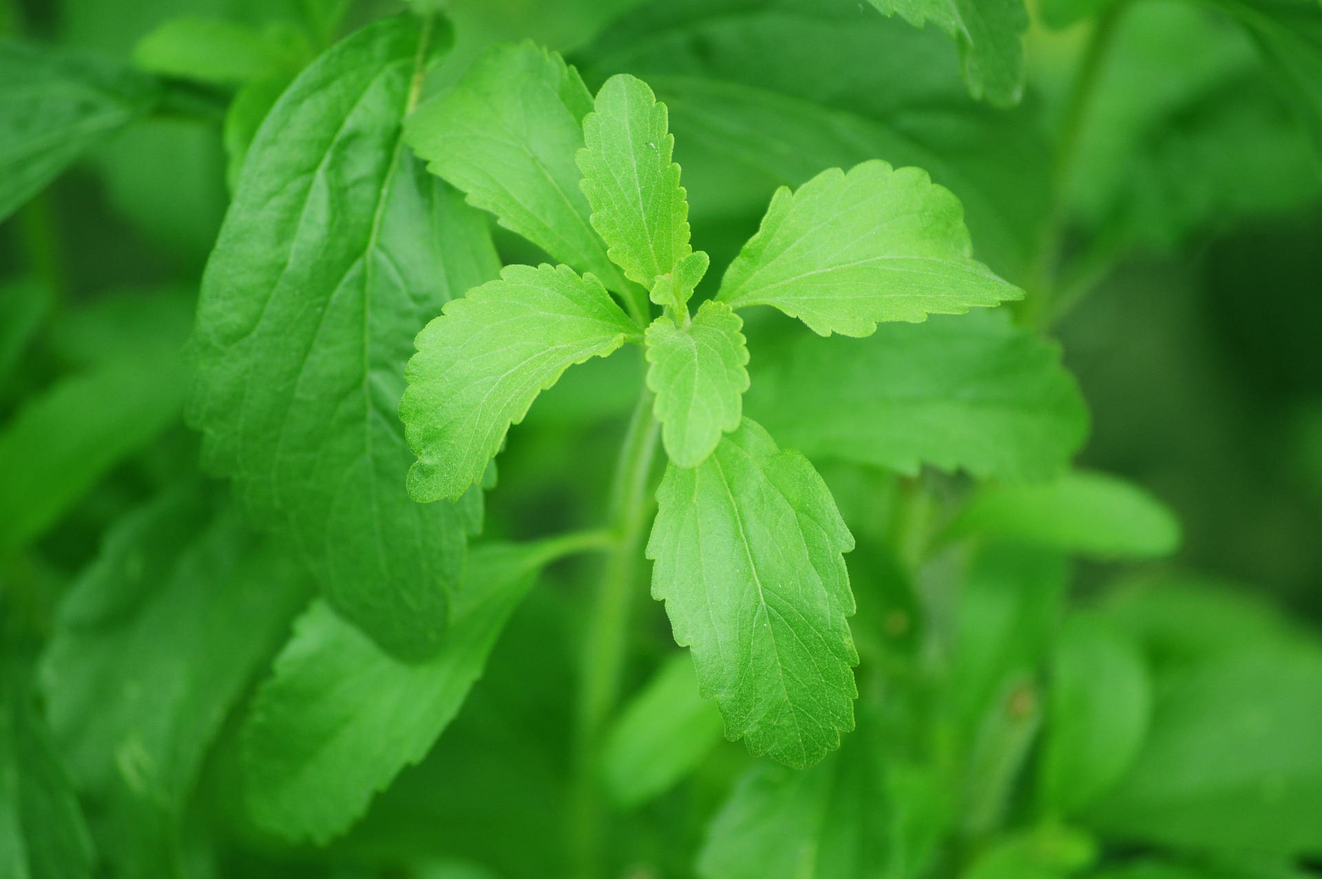 Why Stevia is a Great Sugar Substitute