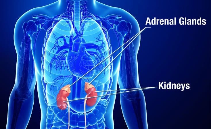 Adrenal Health 101