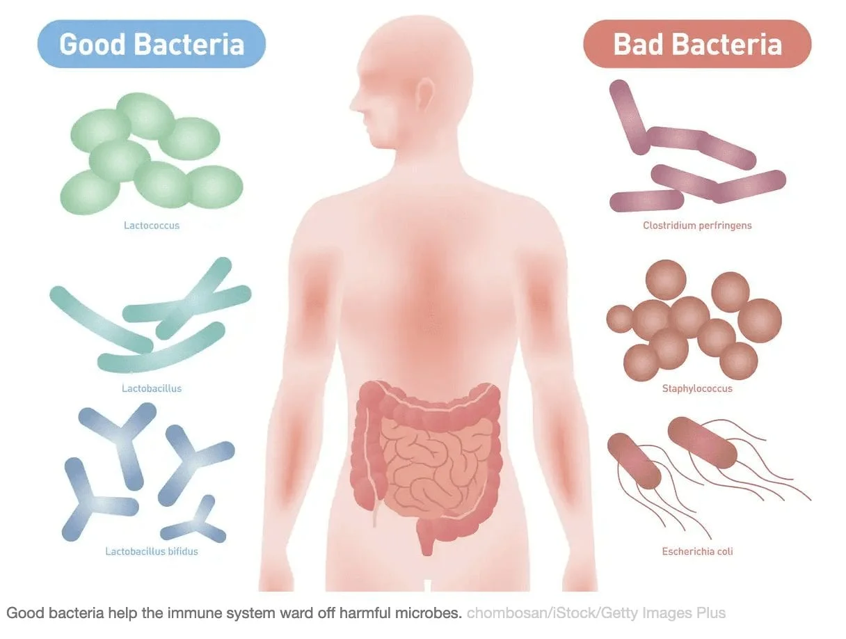 Gut Microbiome