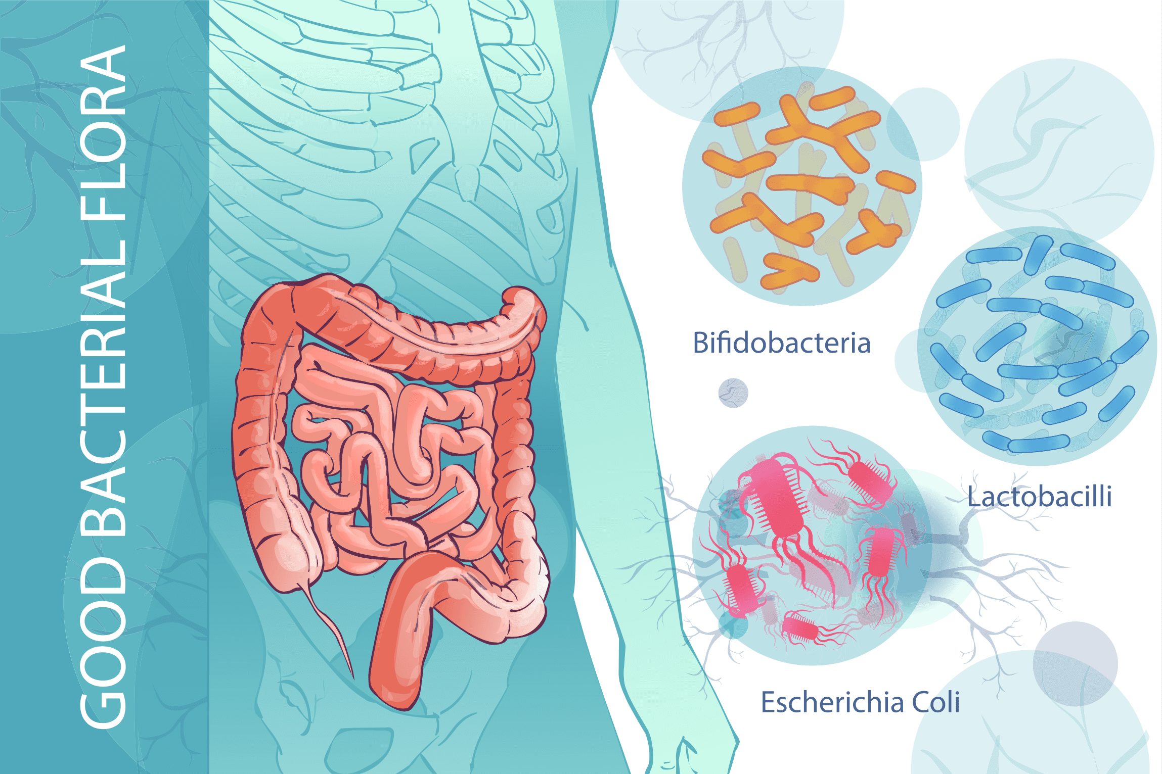 10 Essential Ways to Protect Your Gut Microbiome – Frank Lipman MD