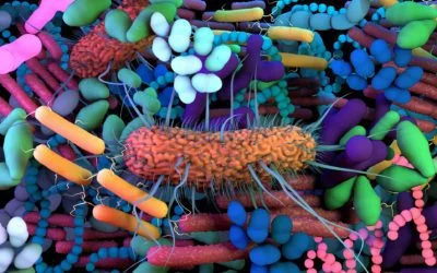 The Body’s Second Brain: The Gut Microbiome