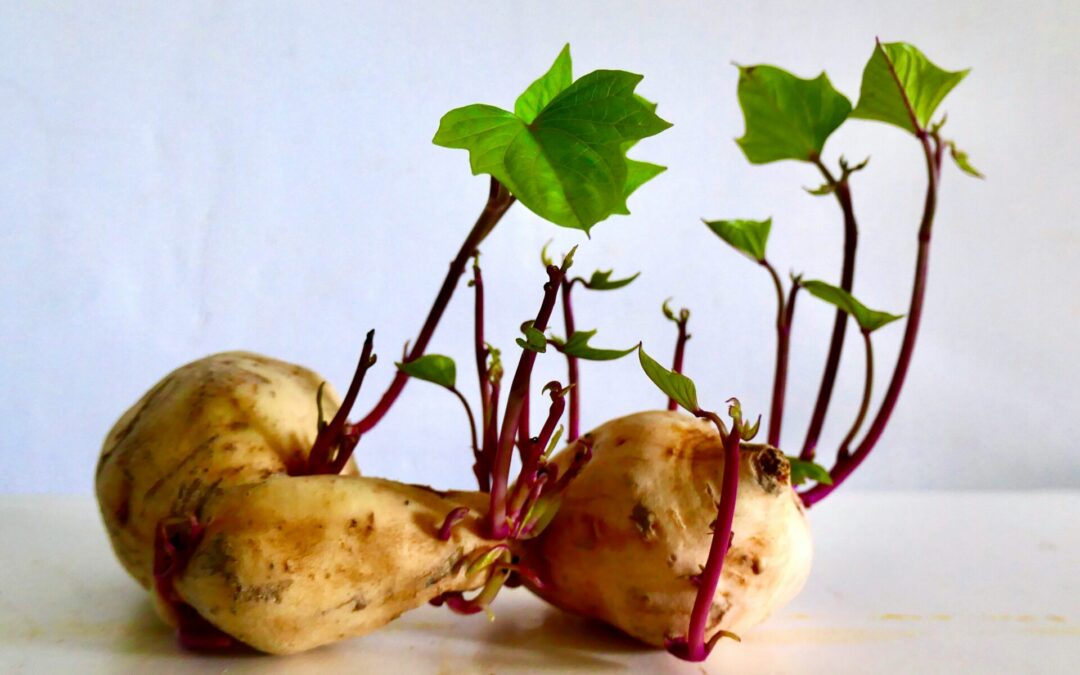 Functional Nutrition vs Dietitian vs Health Coach | Well Humans