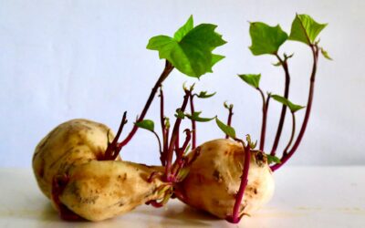 Functional Nutrition vs Dietitian vs Health Coach | Well Humans