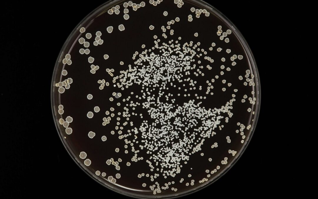 Restoring Gut Health After Candida: A Functional Approach