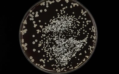 Restoring Gut Health After Candida: A Functional Approach