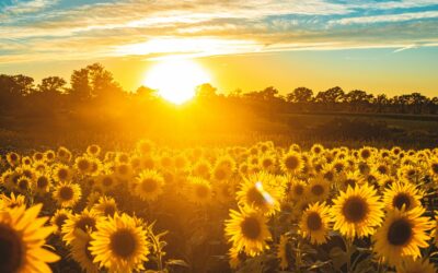 Root Cause Healing Opportunities for Lasting Health