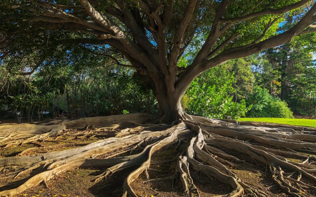 Restore Your Gut Health by Finding the Root Cause